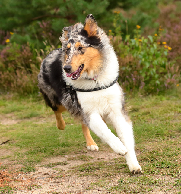 Elise im Lauf