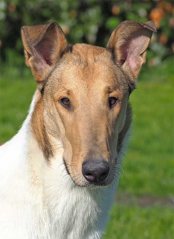 ZouZouSitzportrait600