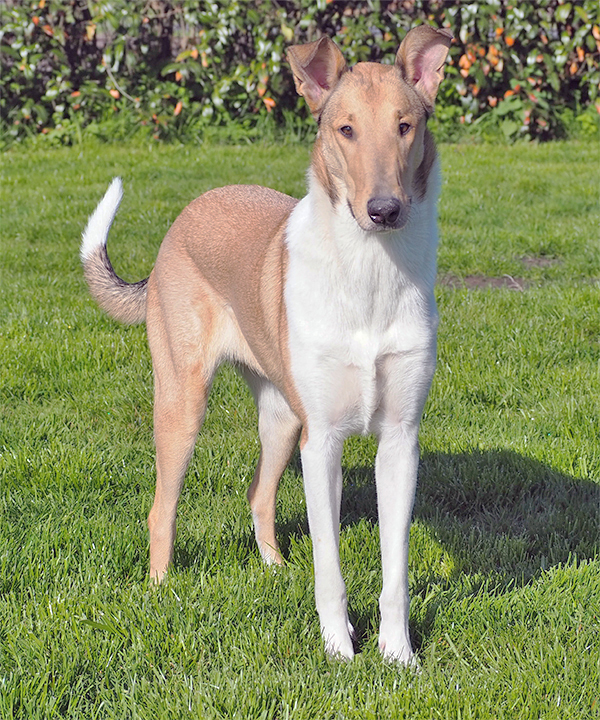 ZouZouKopfportrait600