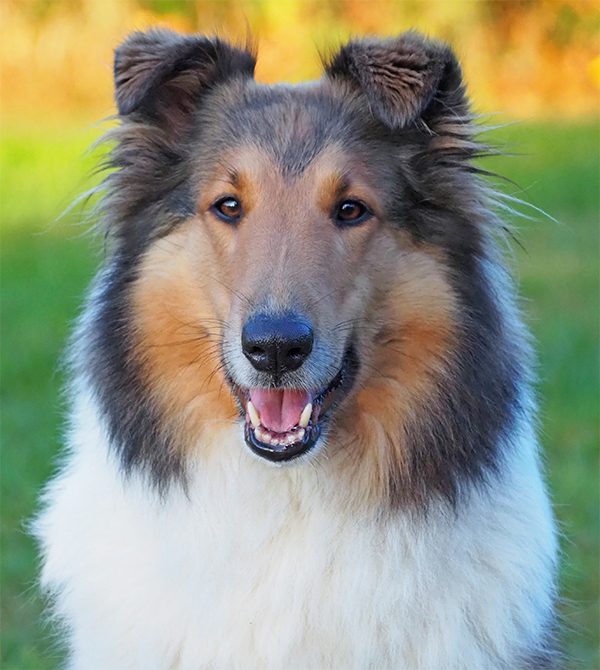 ZouZouPortraitbreiter600