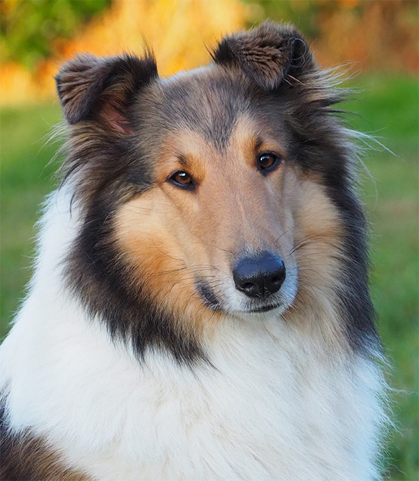 ZouZouSitzportrait2 600