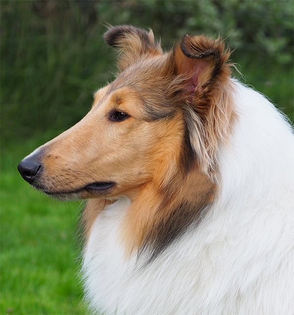 ZouZouPortraitbreiter600