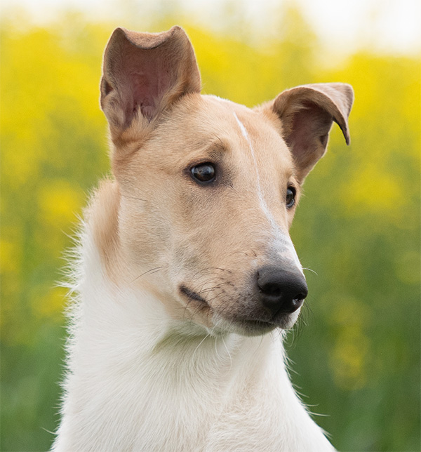 ZouZouKopfportrait600