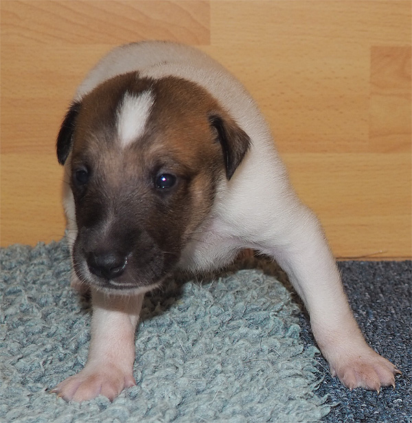 Calypso6w 3