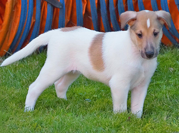Calypso6w 3