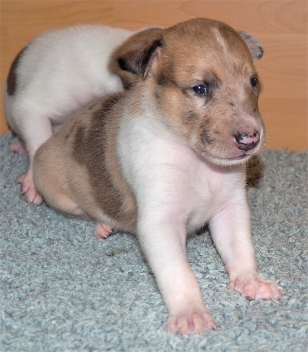 Calypso6w 3