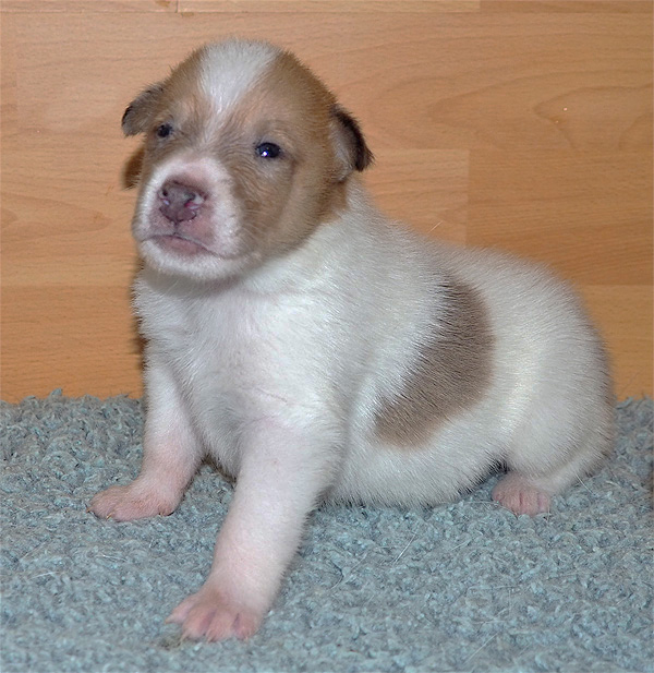 Calypso6w 3