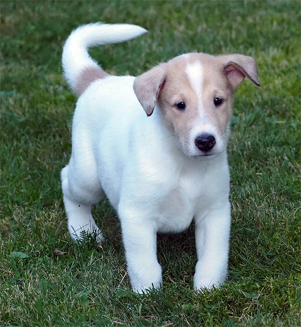 Calypso6w 3