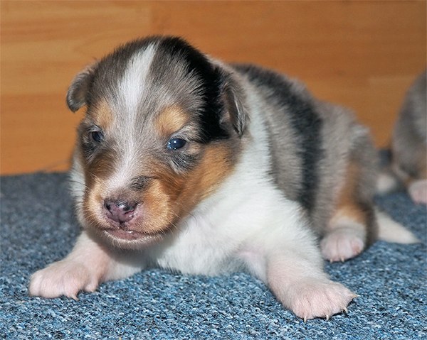 Calypso6w 3